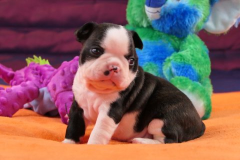Boston Terrier chiot mâle à vendre à Mâcon