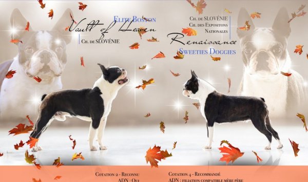 Boston Terrier à vendre vers Mâcon